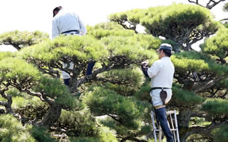 木の手入れ・施肥